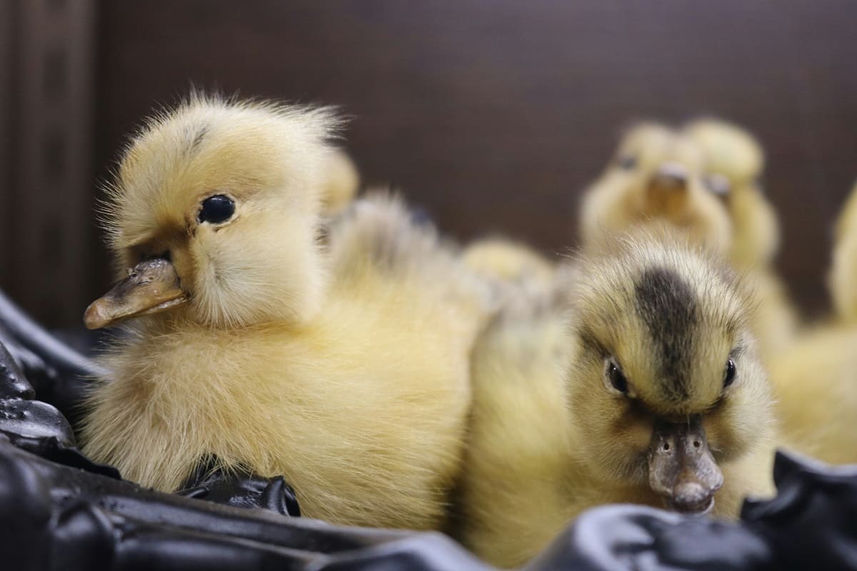 Incubadoras caseras para pollitos y patos